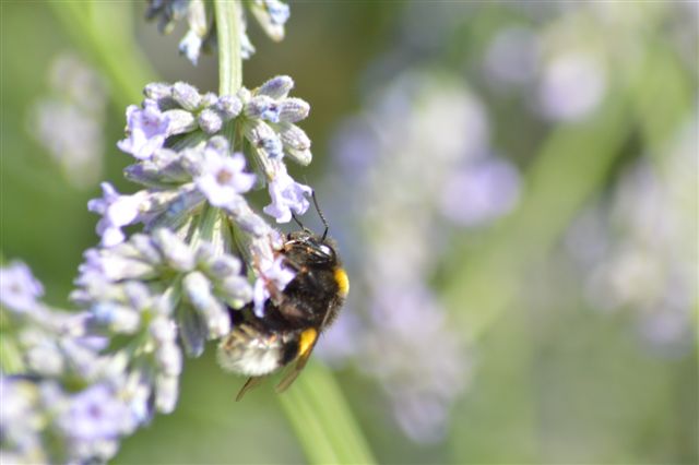 bombo...terrestris ?